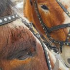 Верховая езда, Курортный отель Беловодье