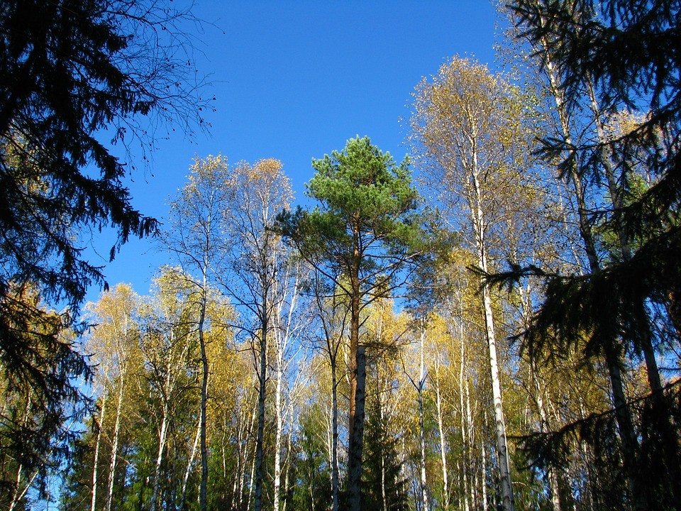 Сосна и ель конкуренция