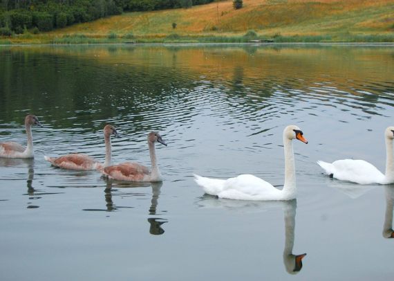 Базы отдыха озера Коркинского