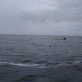 Морской лось