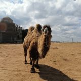 В Сарай-Бату можно прокатиться и на астраханском верблюде по степи