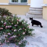 Русский кот в польском саду