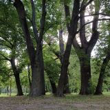 Деревья в Южном парке