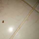 Маленький таракан, обнаружила включив ночью свет в ванной