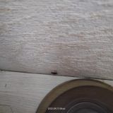 Отель Золотой феникс, фото гостя