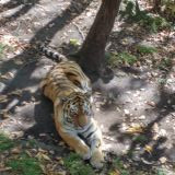 Амурский тигр из Сафари парка