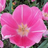 Сочи, фото отдыхающего в апреле