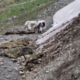 Домбай, фото отдыхающего в мае