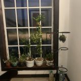 Гостевой дом Старая Стрельна, фото гостя