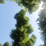 Сириус, фото отдыхающего в июне