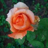 Гостиница Держава, фото гостя