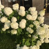 Апарт-отель Like-Apart!, фото гостя