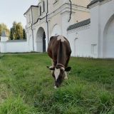 Гостевой дом Николин Парк, фото гостя