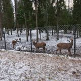 Русские Сезоны Спорт отель Пересвет, фото гостя