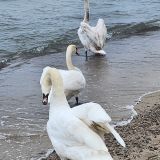Куршская коса, фото отдыхающего в апреле