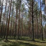 База отдыха Каялин, фото гостя