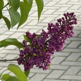 Калининград, фото отдыхающего в мае