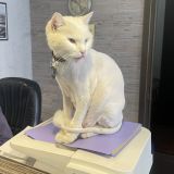 Отель Сибирское подворье, фото гостя