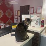 Отель Матисов Домик у Новой Голландии, фото гостя