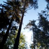 Загородный отель Тихий лес, фото гостя
