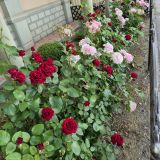 Краснодар, фото отдыхающего в мае