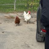 Загородный отель Ателика Улиткино, фото гостя