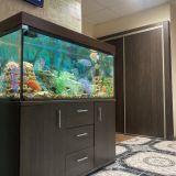 Аквариум при входе сразу создает хорошее настроени