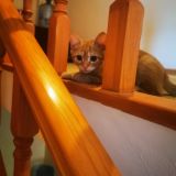 Утром меня встречал этот рыжий Пушистик