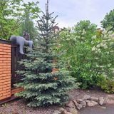 Отель Три кота, фото гостя