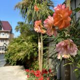 Гостевой дом Акация на Ленина, фото гостя