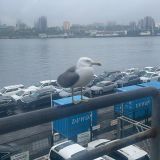 Владивосток, фото отдыхающего в июне