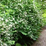 Гостевой дом Истра, фото гостя