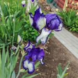 Гостевой дом Волшебный сад, фото гостя