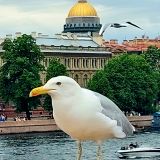 Финский залив, фото отдыхающего в июне