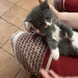 Отель Кошкин дом, фото гостя