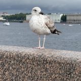 Финский залив, фото отдыхающего в июне