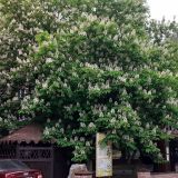 Гостиница Каштан, фото гостя