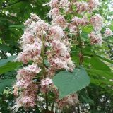 Гостиница Каштан, фото гостя