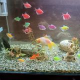 Отель Корона Домбай, фото гостя