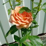 Гостевой дом Центральный, фото гостя