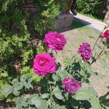 Отель Ореховая Роща, фото гостя