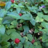 Отель Муссон, фото гостя