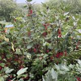 Гостевой дом Ферма Подворье Лукино, фото гостя