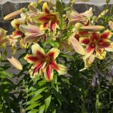 Гостевой дом Мон Плезир, фото гостя