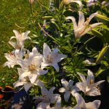 Гостевой дом Мон Плезир, фото гостя