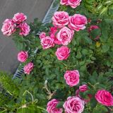 Гостевой дом Мон Плезир, фото гостя