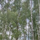 База отдыха Алино, фото гостя