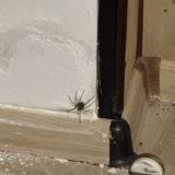 Гостевой дом Мечта у моря, фото гостя