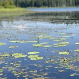 Загородный клуб VALDAY HUNTING & COUNTRY CLUB, фото гостя
