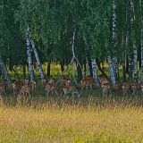 Отель-заповедник Лесное, фото гостя